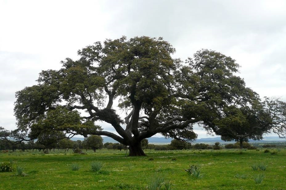 encina.JPG